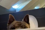 影/忠誠守護者！飼主洗澡時汪星人總「躲浴缸旁直直盯」　超暖心原因曝光