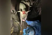 不能說的秘密！小型豬場混用瘦肉精降成本　豬農控：農委會根本沒在把關