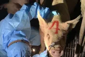 快訊/嘉義縣台糖畜殖場瘦肉精檢測結果「全陰性」　農業部即日起擴大肉品檢驗