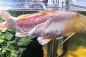影／黃金錦鯉「越獄變烤魚」放回水缸驚現奇蹟！網：遍體鱗傷也要活得漂亮