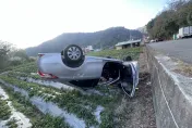 影/聊天太投入！苗栗車「種進」草莓園四腳朝天　駕駛、乘客爬出來