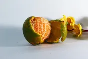 橘子不是越黃越甜！資深菜販揭「半青半黃」CP值最高