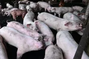 台中市六次皆檢出！台糖瘦肉精豬肉來源從何來？農業部肉品檢驗恐存許多漏洞