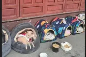 春節前爆寵物棄養潮？上萬元名貴貓也流浪街頭　落魄餓扁還被咬傷