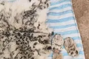 「雪山之王」慘成盤中飧！保育類雪豹遭扒皮肢解吃下肚　新疆男恐被關逾10年