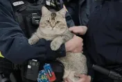 新北迷路貓咪返家！太萌「20多人搶領養」　飼主疏縱寵物獨自在外遭罰3千