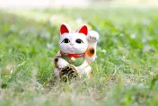 彩券行「招財貓」突然出拳　新北OL爽中100萬！