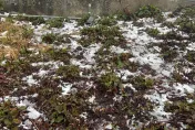 影/合歡山溫度「跌破0度」！路上雪花點點　遊客上山做好保暖