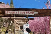 影/司馬庫斯賞櫻趣！上千株粉櫻花海迎客　下週第2波花潮襲來