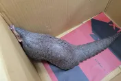 影/超商門開啟卻沒人！超萌穿山甲夜訪店員驚呆　暖警送診療後野放