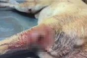 花蓮萬榮驚傳槍響！毛孩散步突遭開槍射腳　不排除兇嫌為了「報仇」