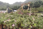 2024萬金杜鵑花海登場！北海岸2萬株粉紅饗宴浪漫綻放