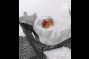 影/老母雞遭大雪活埋3天「敲頭還會動」　網驚：難怪冬天要穿羽絨衣！
