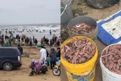 影/山東海邊驚現大量「陰莖魚」！民眾一窩瘋狂撈「溺水頻傳」消防快崩潰