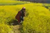 大媽遊客「花田裡犯了錯」園方氣炸！　武陵農場小編怒嗆：講不聽唉