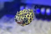 海科館六斑二齒魨成功繁殖！　台灣首例人工產卵孵化