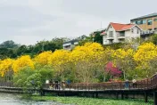 3月風鈴木盛開！新竹3大賞花秘境快收藏　金黃花海美翻天