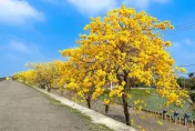 美拍準備！嘉義縣「平地到山上」黃花萬紫　3月沐浴花瓣雪