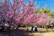 雲林追櫻雪！「石壁美人谷」盛開9成　花期到3/10還有市集逛