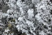天落冰珠綴玉山！雪白山頭彷彿仙境　超厚霧淞如糖霜裹在樹梢