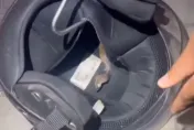 差點被爆頭！安全帽內側竄出「小毒眼鏡蛇」　網驚：一輩子的陰影