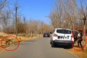 這款父母！野生動物園抱孩下車便溺　後車狂按喇叭「狼來了」喊快逃