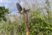 影/自製「鳥仔踏」抓紅尾伯勞鳥　恆春大叔持刀恐嚇警...下場曝光