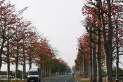 雲林虎尾「木棉花道」剃成光頭！網民兩派論戰　鎮公所回應了