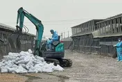 雲林「2禽場」爆禽流感！「1.5萬隻雞鴨」遭撲殺　25禽場列高風險