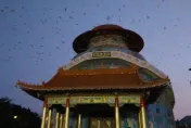 影/台南自然奇觀！「燕子龍捲風」盤旋上空　 數十萬隻躲廟宇避寒