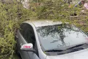 影/超恐怖！嘉義路樹突倒塌2車遭壓　路過阿伯「神閃避」死裡逃生