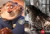影/胖成「海豹」！金錢豹神似《動物方城市》洪金豹走紅　園方曝內情：年紀大鍛鍊少