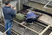 新北樹林驚見「血紅」污水！肉品市場偷排遭抓包…最重可罰600萬