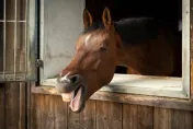 19歲男闖馬廄「強上3母馬」！馬尾沾滿大量不明黏液　牠懷孕9個月後流產