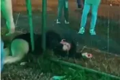 男女玩「飛天八爪魚」遭甩飛15公尺撞圍欄全身是血　頭腳受傷送醫急救