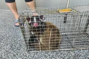 新北62件野生動物私闖民宅！去年逾半是白鼻心侵入　「1方法」解決