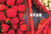 開心採草莓一秤重笑不出來…「3小籃要7900元」業者親揭原因