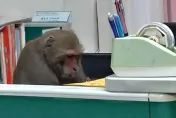 全台首創！學生遭獼猴搶劫可獲「被害補償金」　中山大學每餐最高賠100元