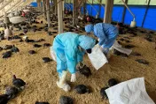 快訊/虎尾鎮土雞場爆H5N1禽流感疫情！撲殺1.1萬黑羽土雞
