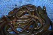 怎麼進去的？男子腹部劇痛疑有異物　醫師開刀竟夾出「30cm活鰻魚」