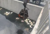 580鴨屍棄海堤、排水溝！大量覆蓋水面腫脹發惡臭　追元兇最重罰百萬