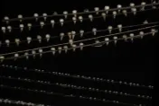 影/場面太震撼！台南仁德教會燕子停滿電線　鳥屎狂噴…民眾嚇傻不敢違停