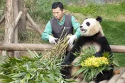 旅韓貓熊「福寶」4/3返陸！飼養員「姜爺爺」伴行　將入住四川臥龍基地