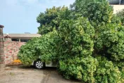 苗栗一早狂風暴雨！銅鑼中興工業區路樹突斷「壓壞2輛車」