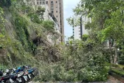 北市降雨吹強風！內湖站施工圍籬脫落、路樹傾倒釀1傷