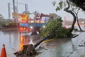 午後強風驟雨！北市43件樹倒通報冒雨搶災　內湖男遭樹壓傷送醫