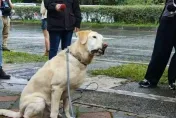 7.2強震撼全台/8歲搜救犬Roger立功！回頭聞2次尋獲第三具遺體　領犬員曝原因