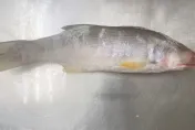 快訊/國產午仔魚出包！竟檢出「還原型孔雀綠」　屏衛生局開罰6萬