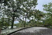 姜太公客家大院桐花盛開！ 「桐花王」、「桐花順」最搶鏡