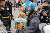7.2強震撼全台/台版「心動奇蹟」！「橘子」卡窗戶　鎮定劑+雲梯神救援